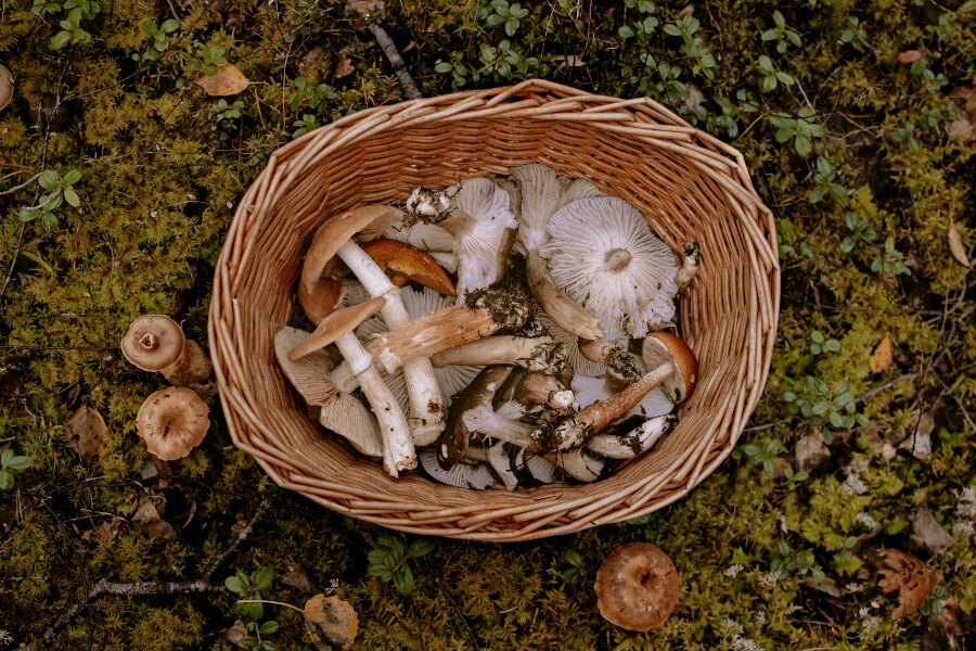 Кошница с гъби в мъха. Източник: https://www.pexels.com/cs-cz/foto/les-mech-podzim-kosik-3672955/
