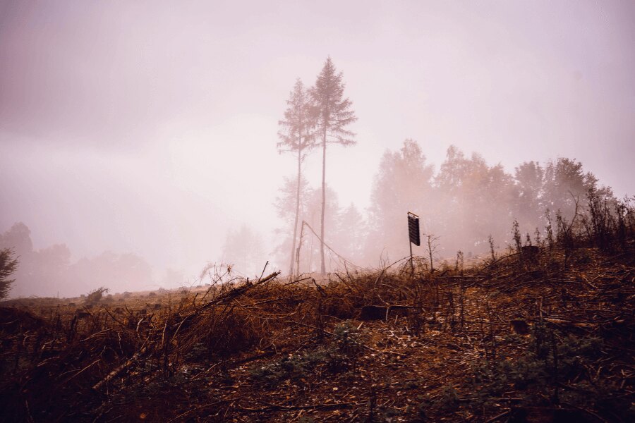 Есенна гора в мъглата. Източник: https://www.pexels.com/cs-cz/foto/krajina-stromy-silueta-mlha-5626891/