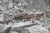 3-частичен камуфлажен капак Rifle Camo Ghosthood® IRR